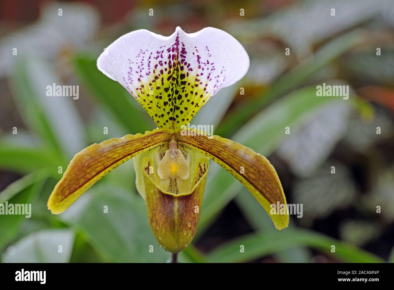 Orchidee, Paphiopedilum spec. Stock Photo