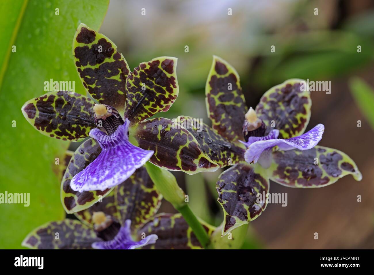 Orchid, Zygopetalum spec. Stock Photo