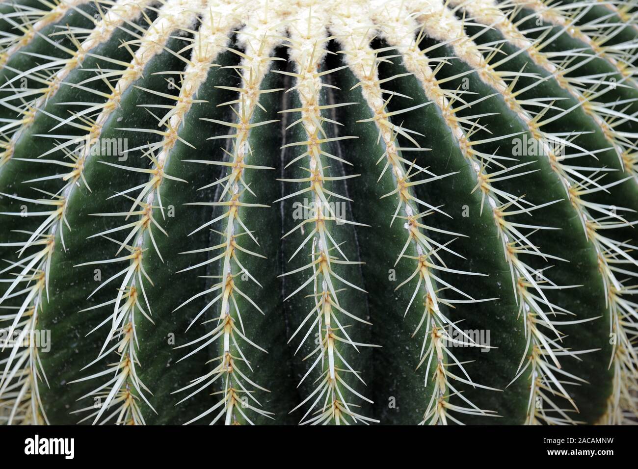 Gold ball cactus, mother-in-law's seat (Echinocactus grusonii), Mexico Stock Photo