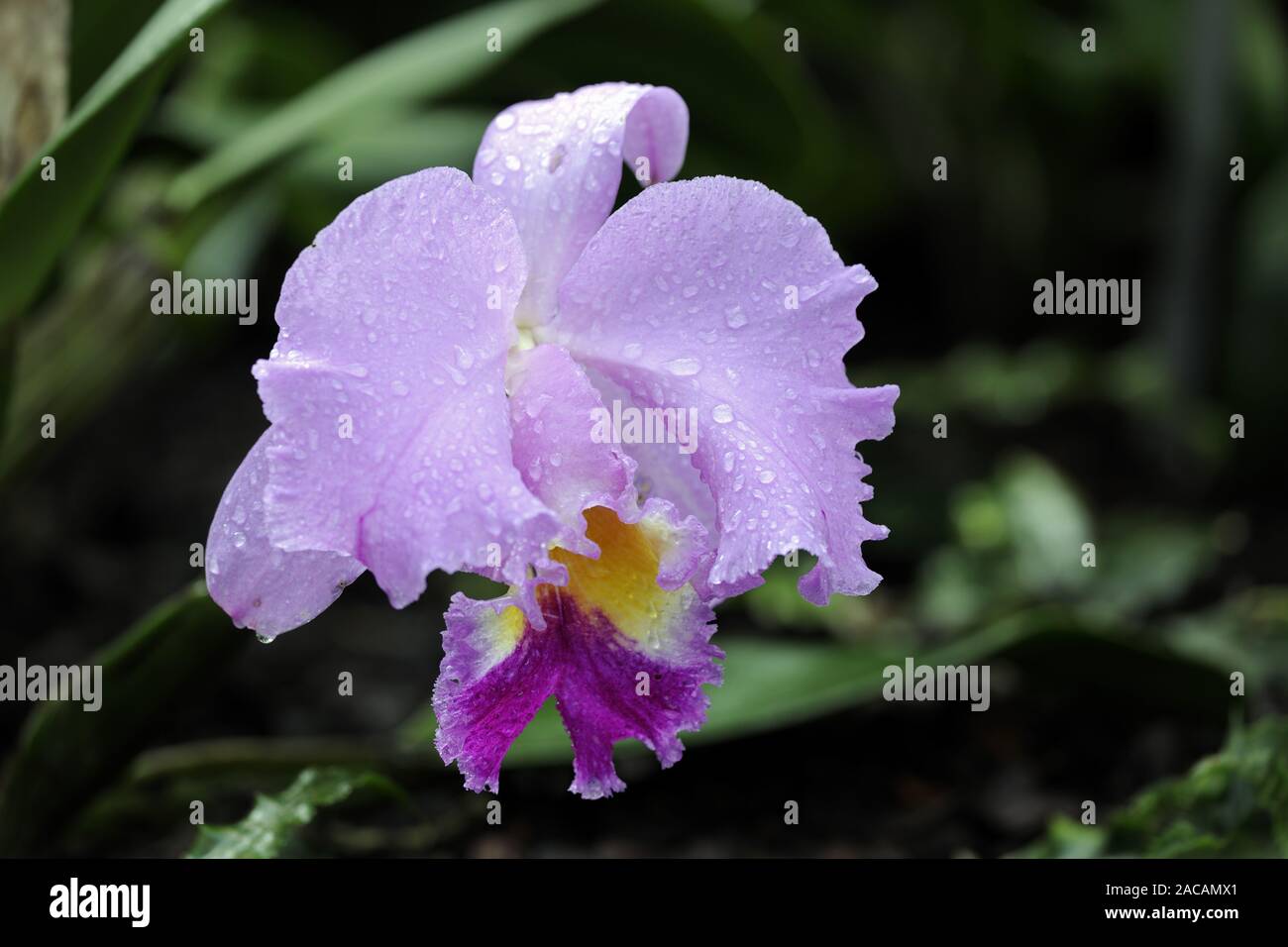 Orchidee, Brassolaeliocattleya spec. Stock Photo