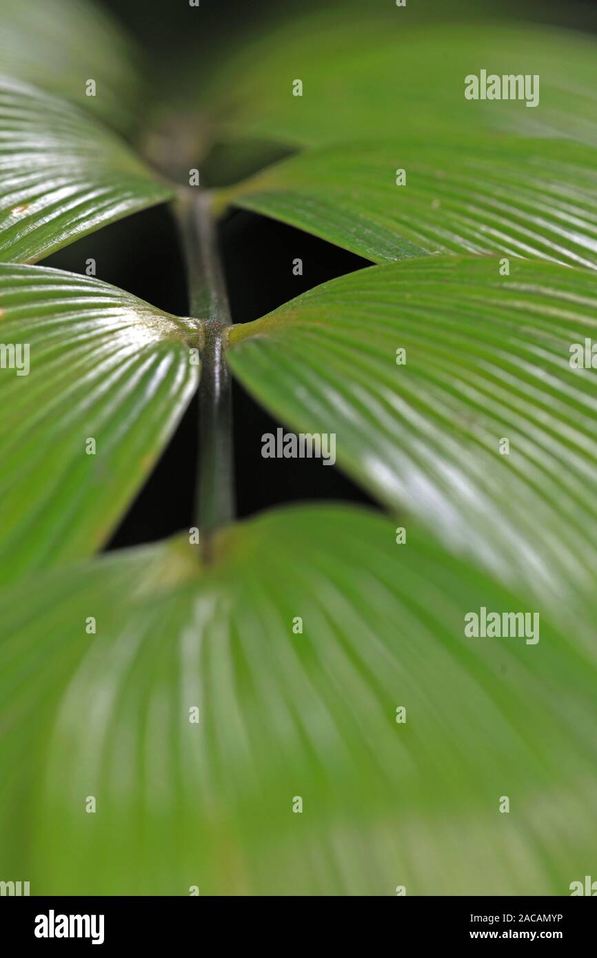 Leaves, leafy club palm fern, Zamia neurophyllida, Central America Stock Photo