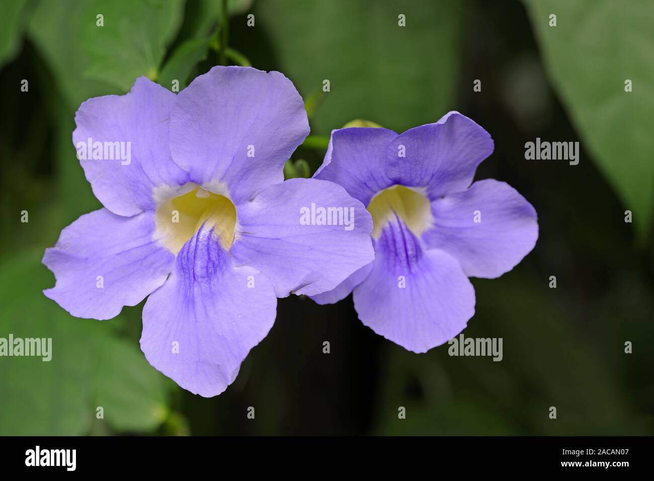Laurel Leaf Thunbergie, Thunbergia laurifolia, Malaysia Stock Photo