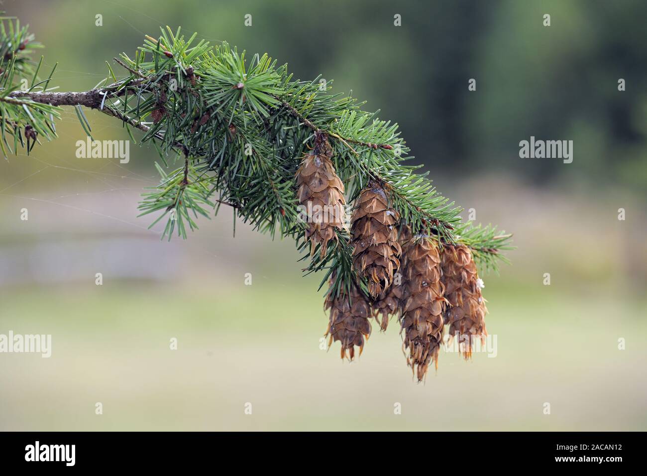 Branch and cone of Douglas fir, Pseudotsuga menziesii, Germany, Brandenburg, Europe Stock Photo