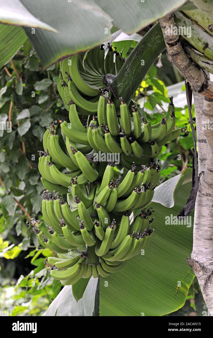 Bananas, Musa spec., growing in perennials on banana tree Stock Photo