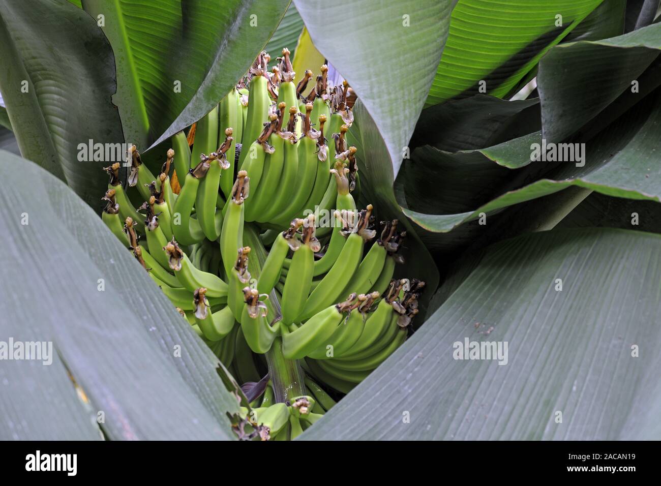 Bananas, Musa spec., growing in perennials on banana tree Stock Photo Alamy
