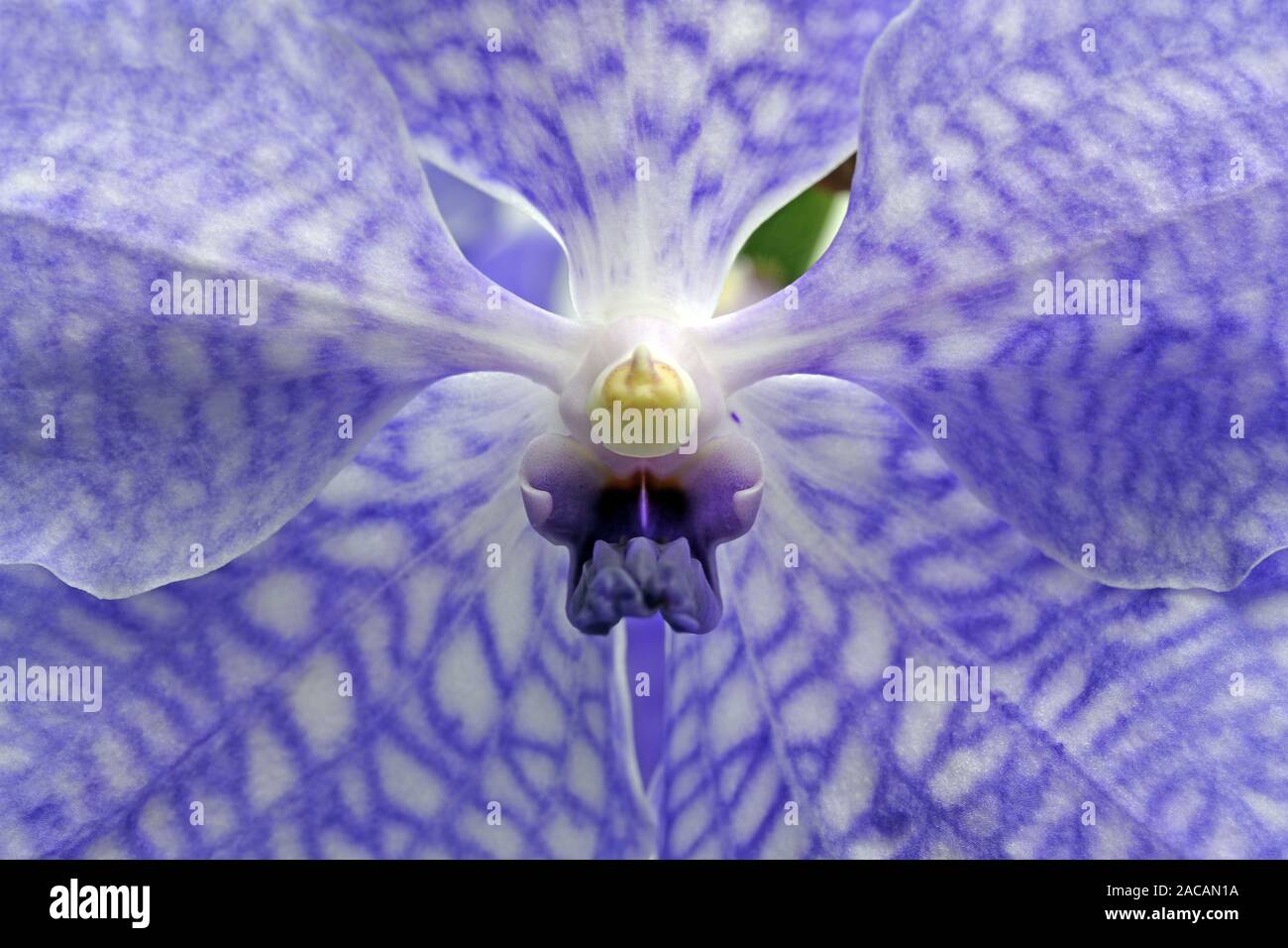 Flower of an orchid, Vanda rothschildiana Stock Photo