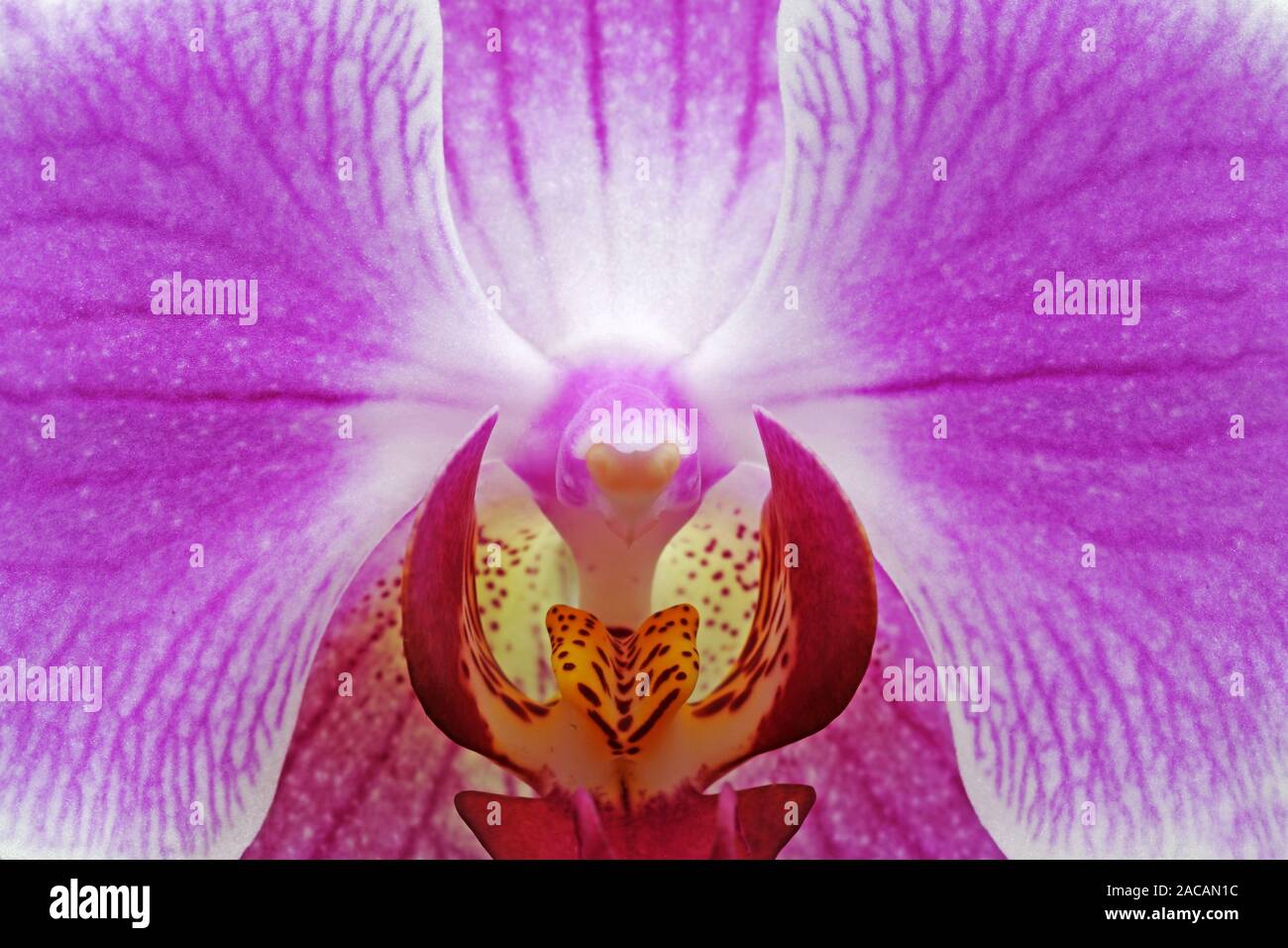 Flower of an orchid (Phalaenopsis spec.), Stock Photo