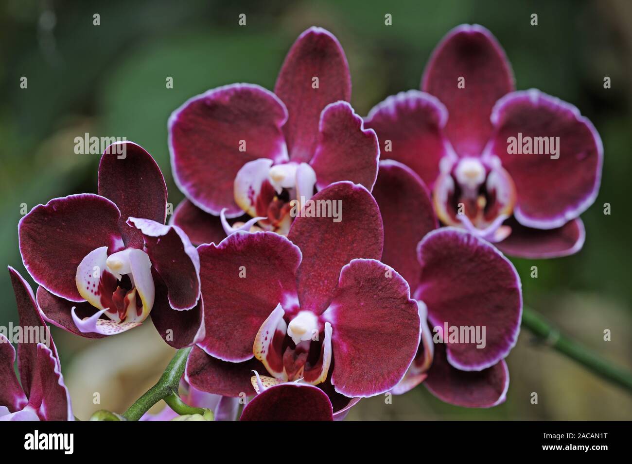 Flower of an orchid, Doritaenopsis spec. Stock Photo