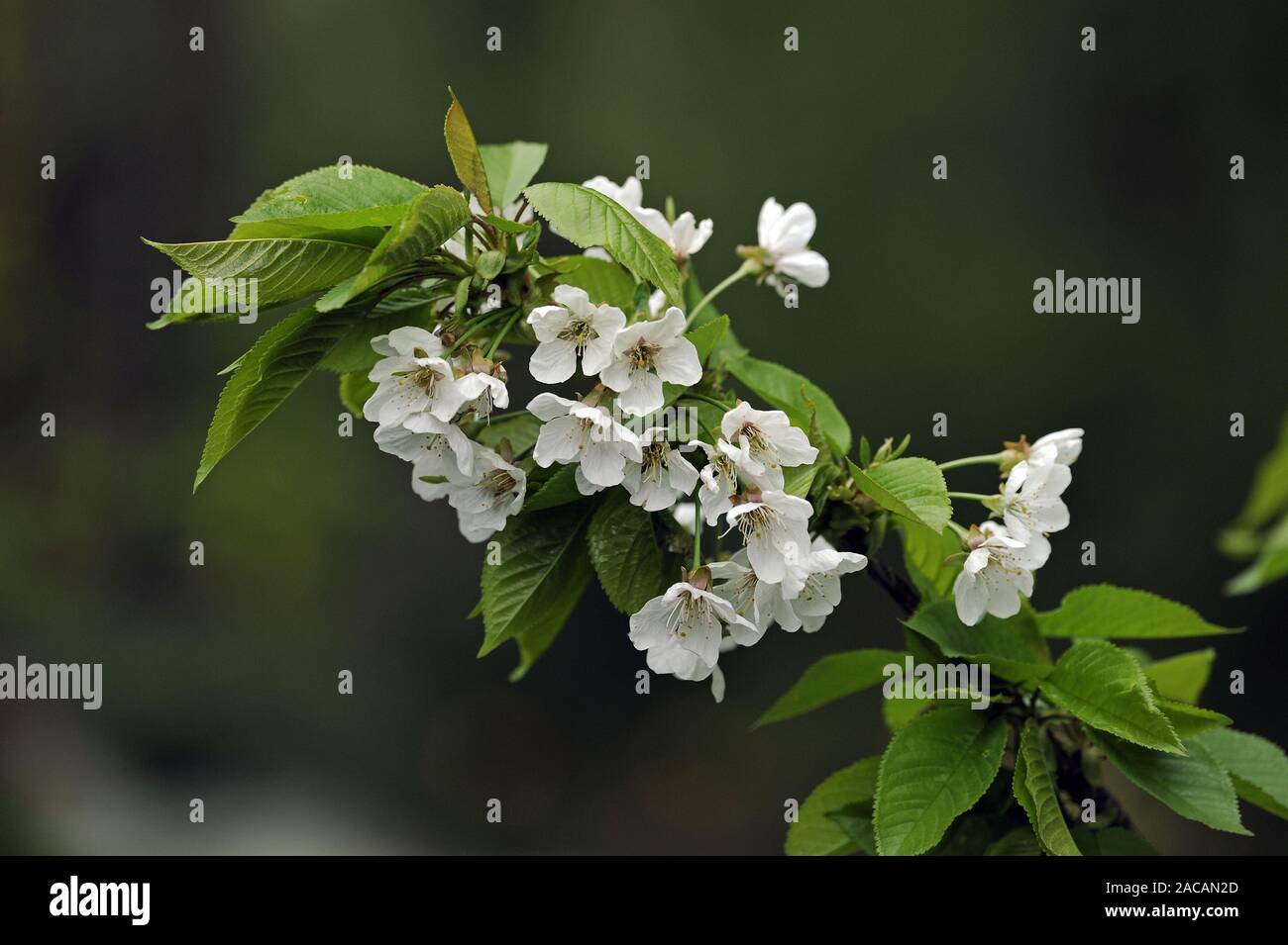 Flowering of a sweet cherry tree in spring Stock Photo