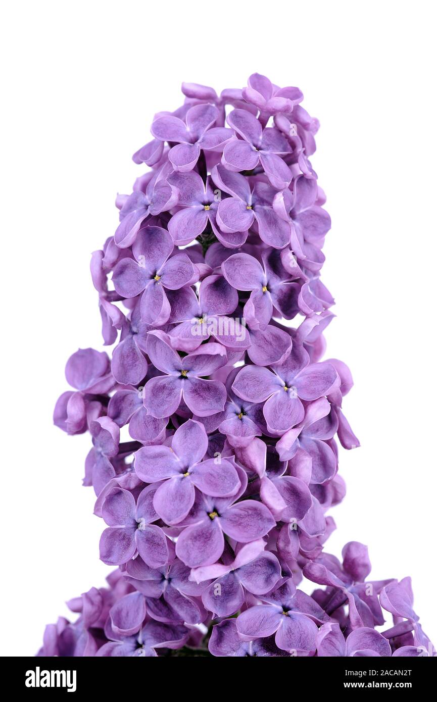 purple lilac, Syringa Stock Photo
