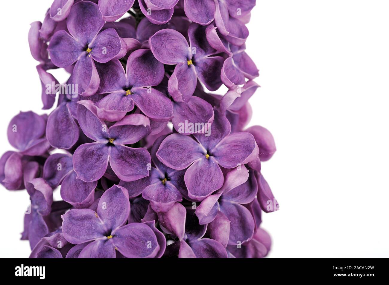 purple lilac, Syringa Stock Photo