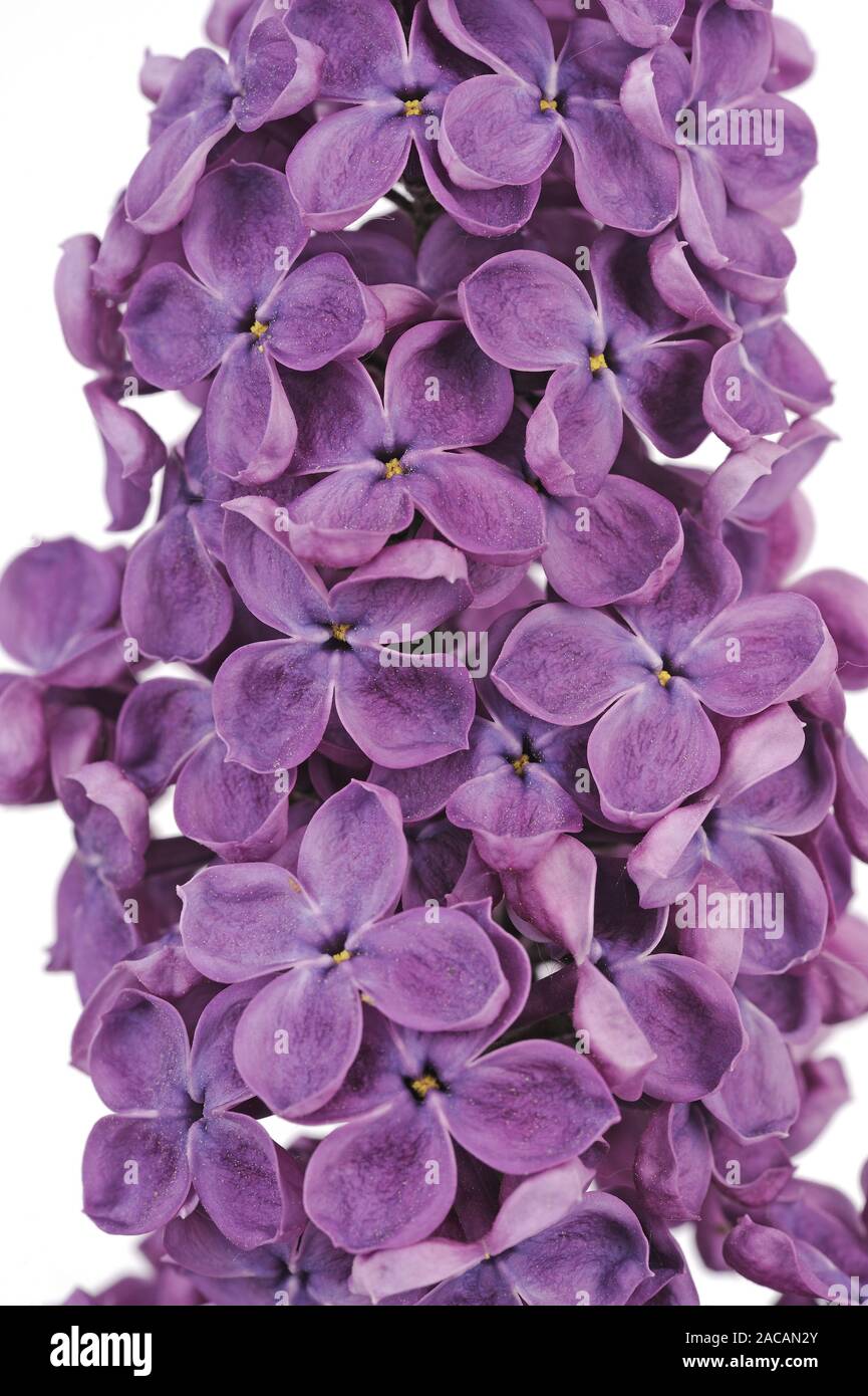 purple lilac, Syringa Stock Photo