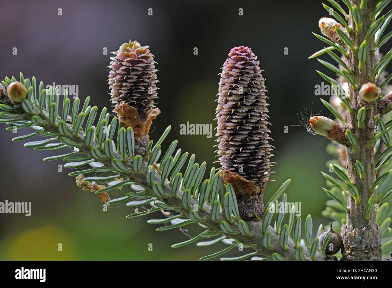 upright standing cones of the Korea fir, Abies koreana Stock Photo