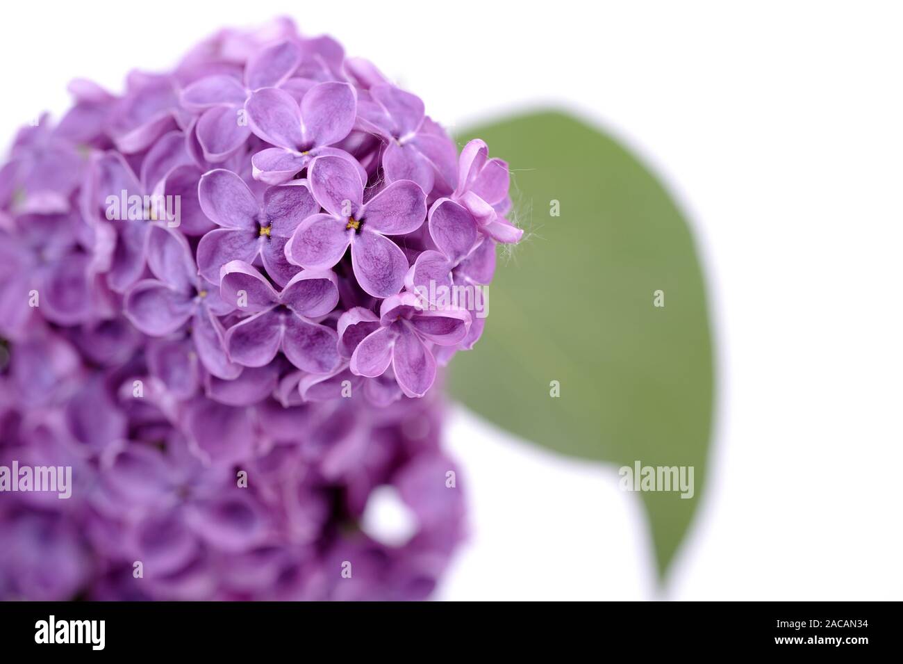 purple lilac, Syringa Stock Photo