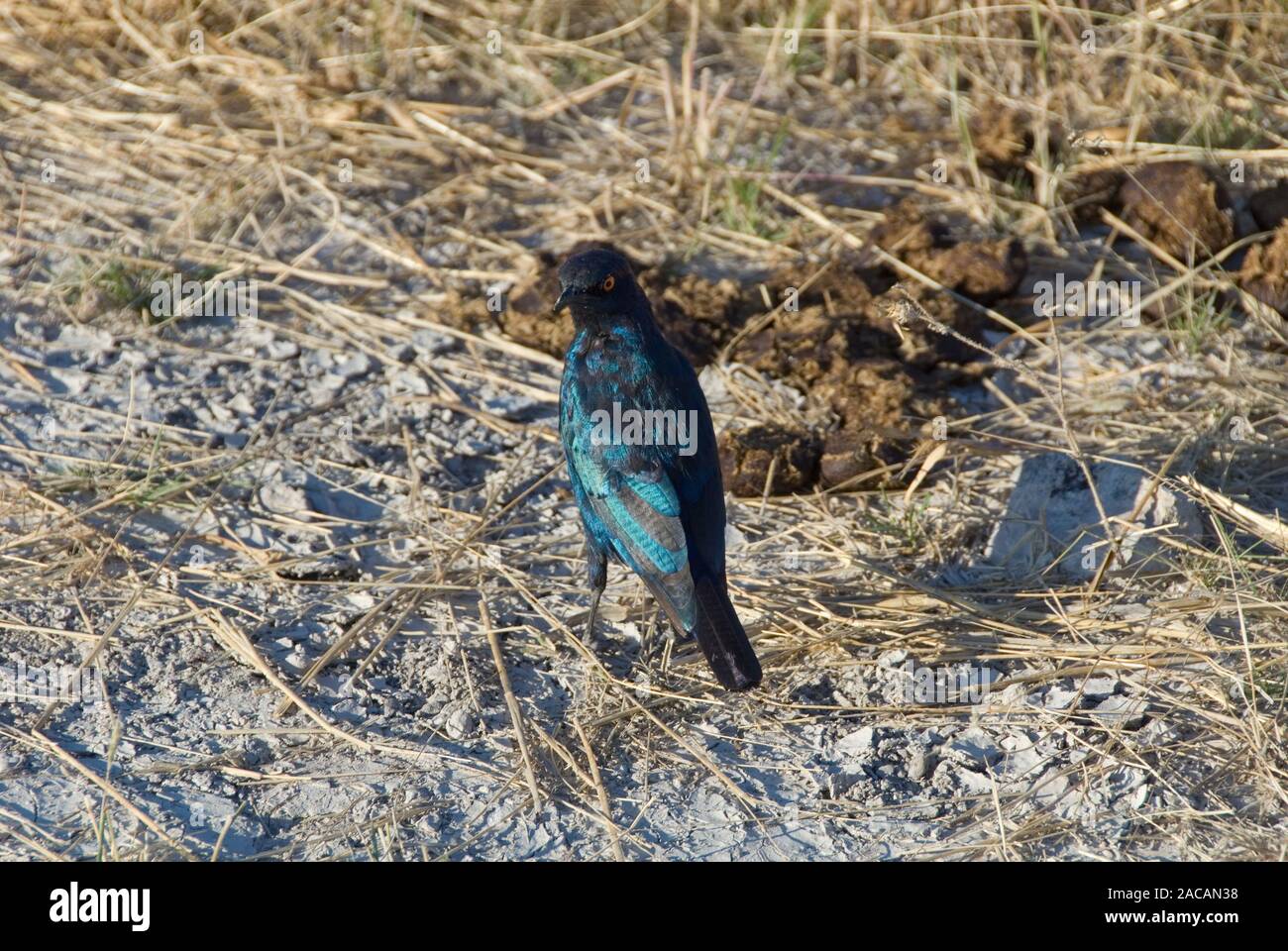 Red-shouldered Glossy Starling Stock Photo