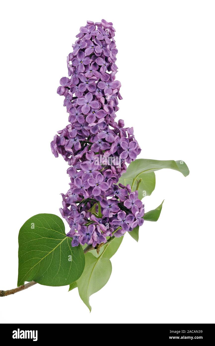 purple lilac, Syringa Stock Photo