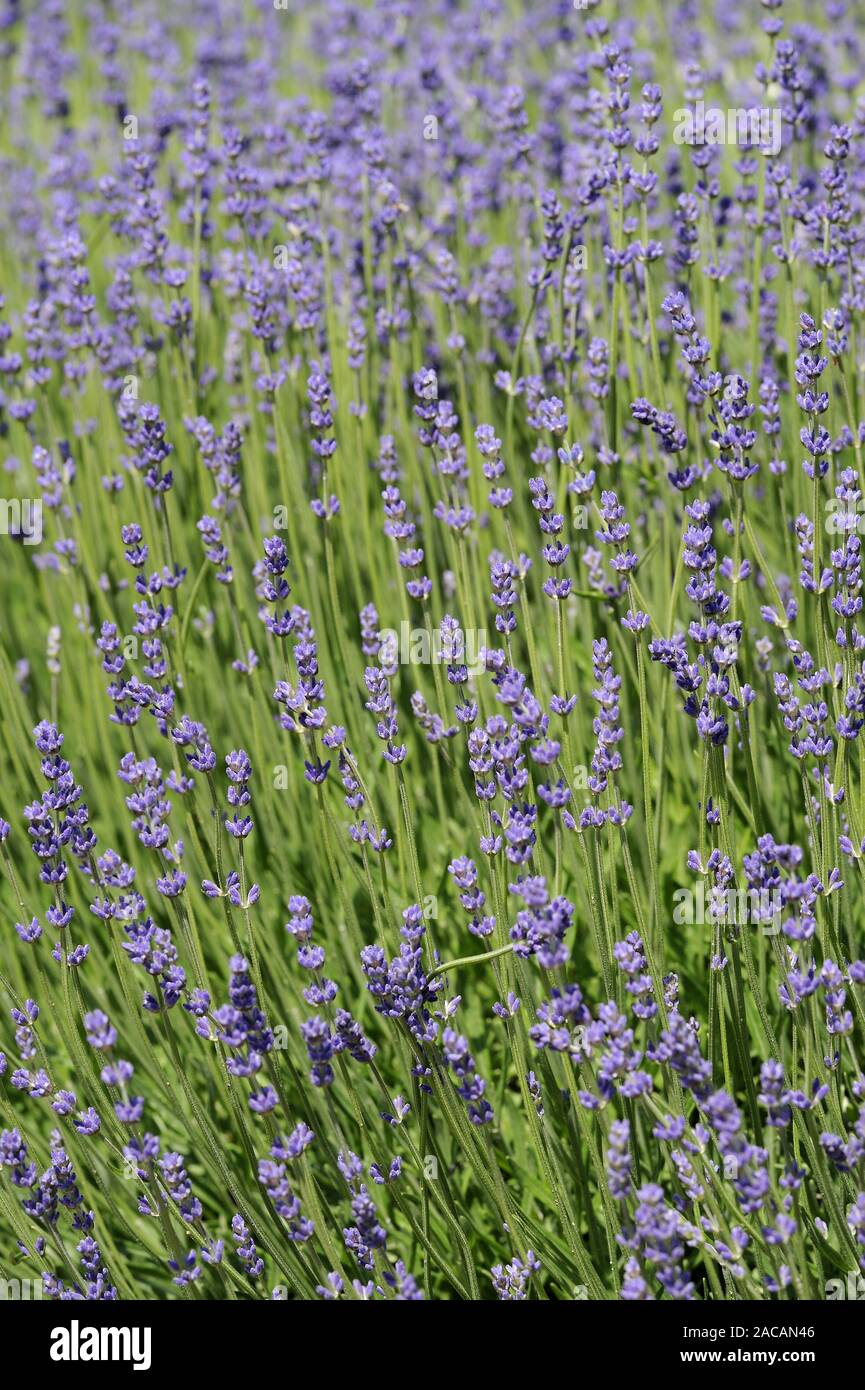 real lavender, Lavandula angustifolia Stock Photo Alamy