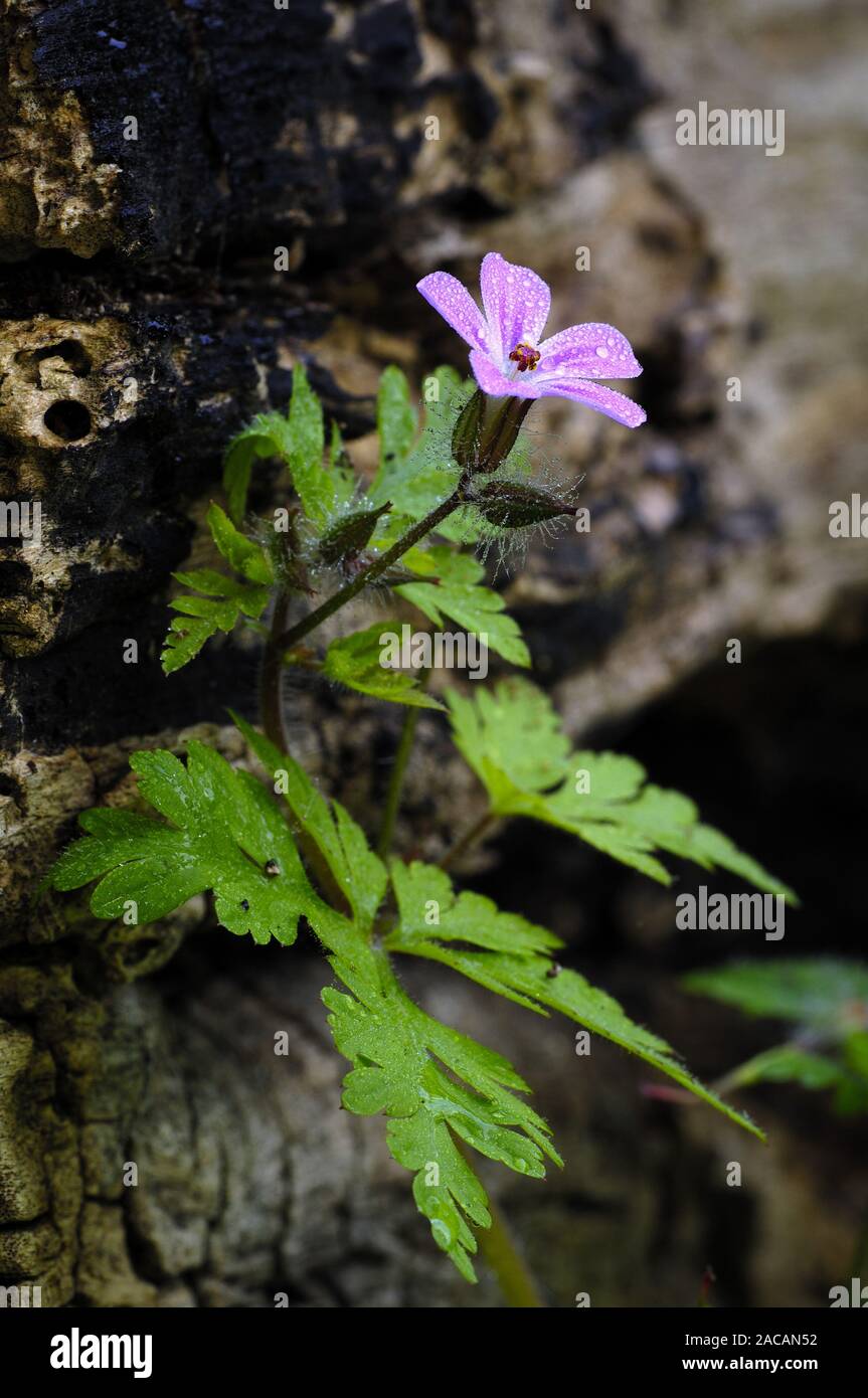stinking cranesbill, Geranium robertianum Stock Photo