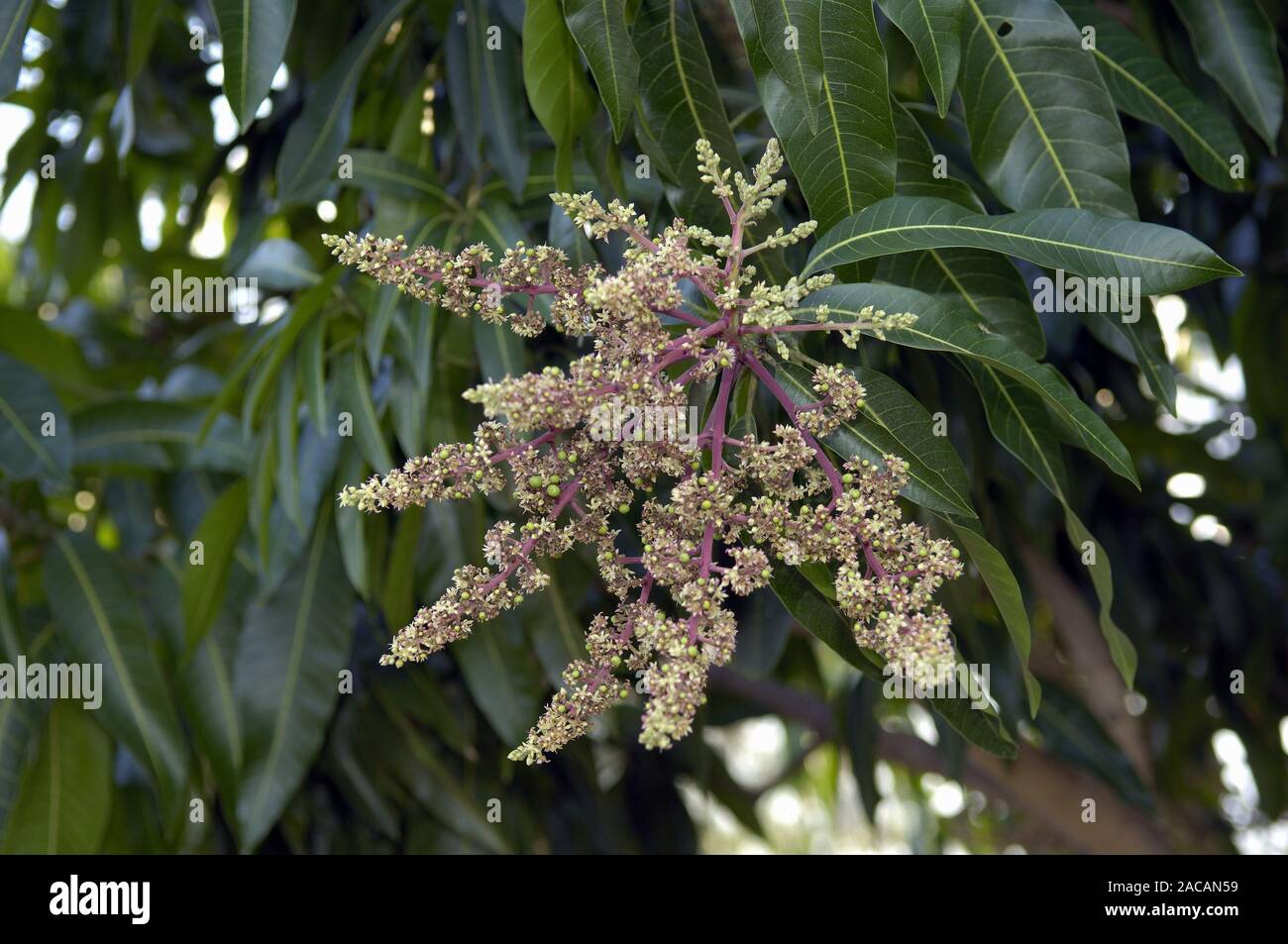 Blooms of the mango tree, Mangifera indica Stock Photo - Alamy