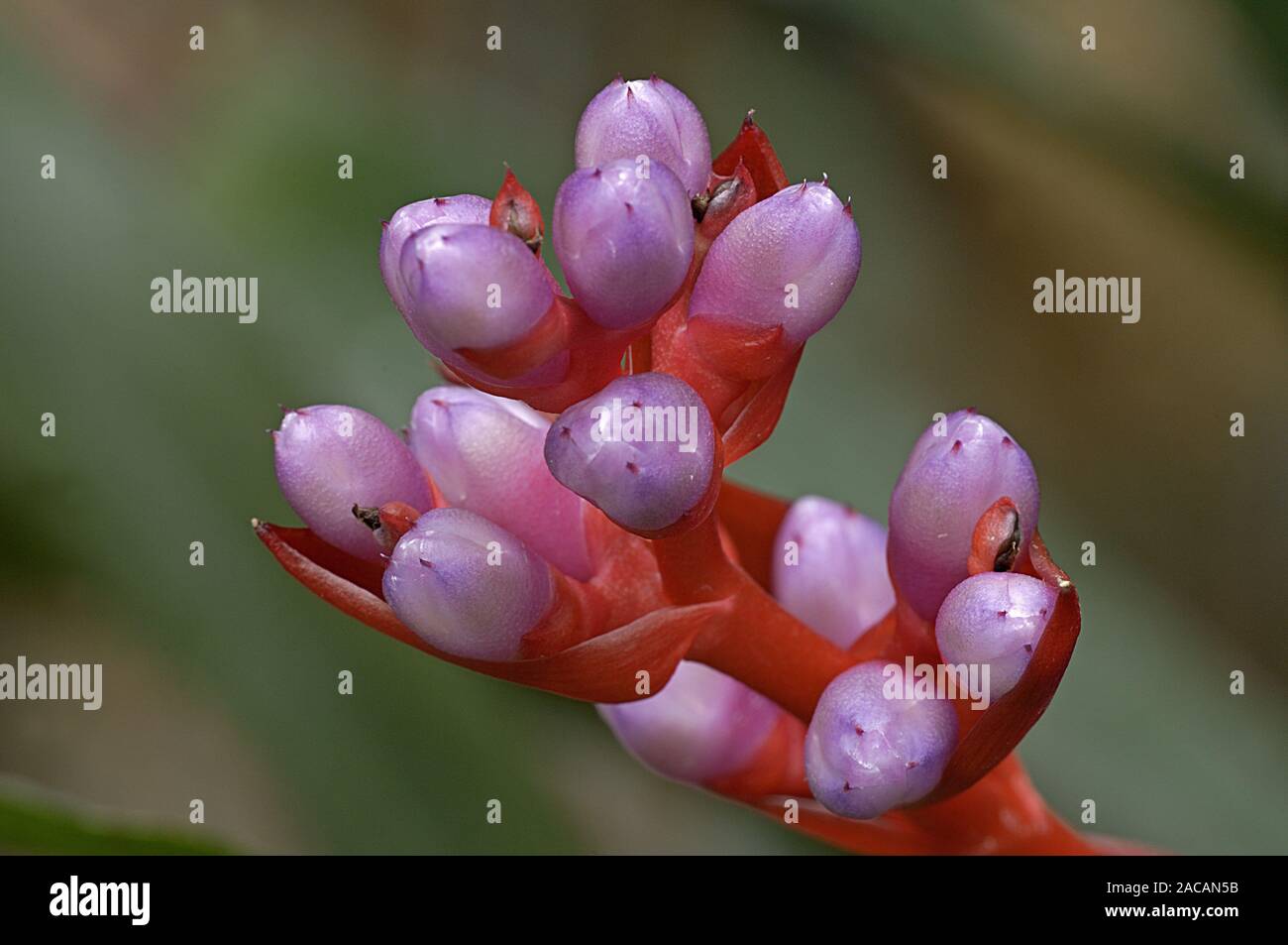 Aechmea weilbachii Stock Photo