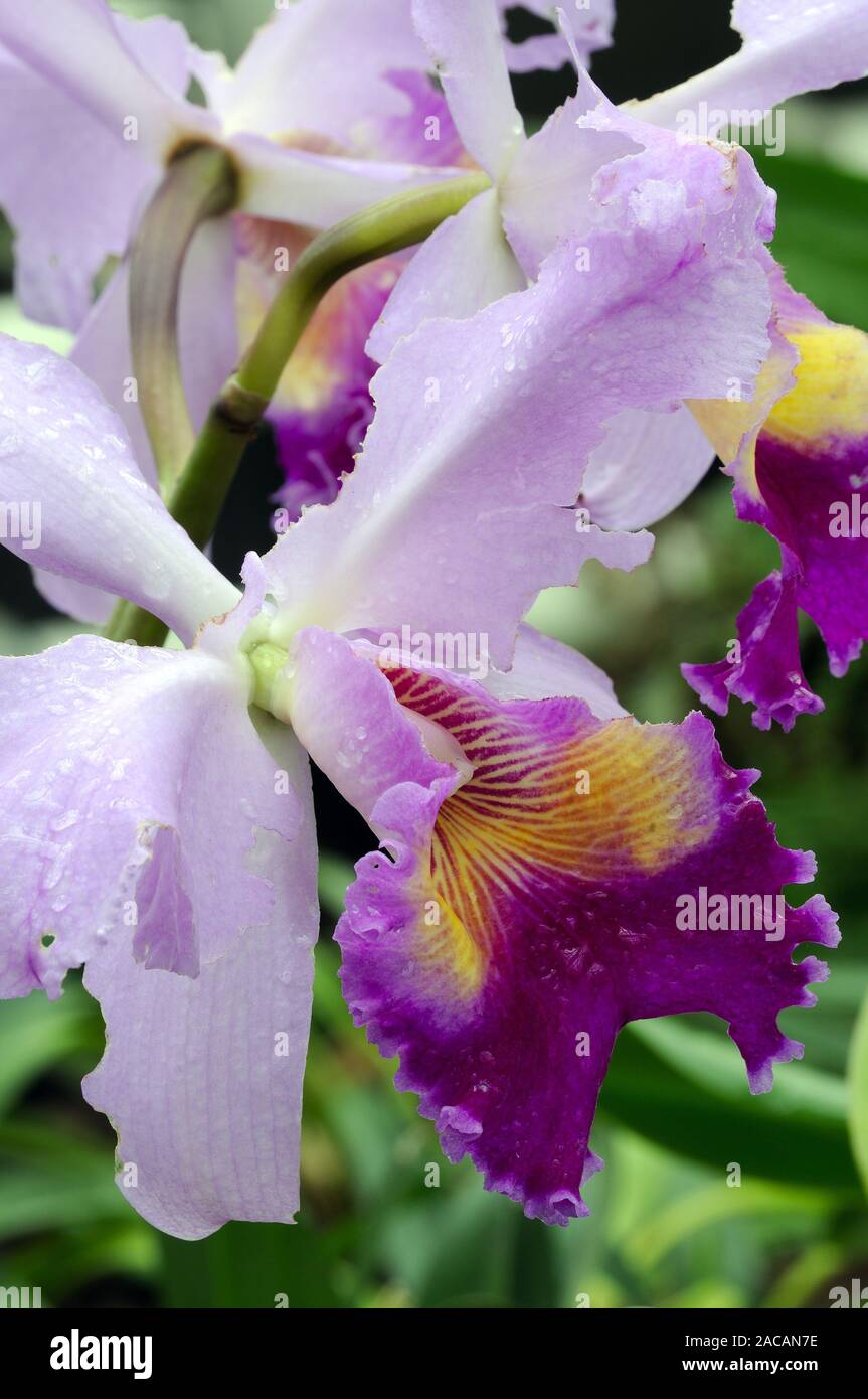 Orchidee, Laeliocattleya spec. Stock Photo