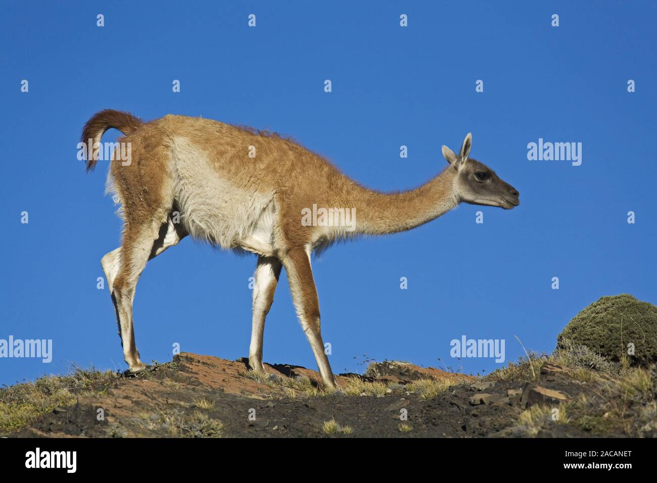 Guanacos in the np Torres del Paine, Patagonien, Chile Stock Photo