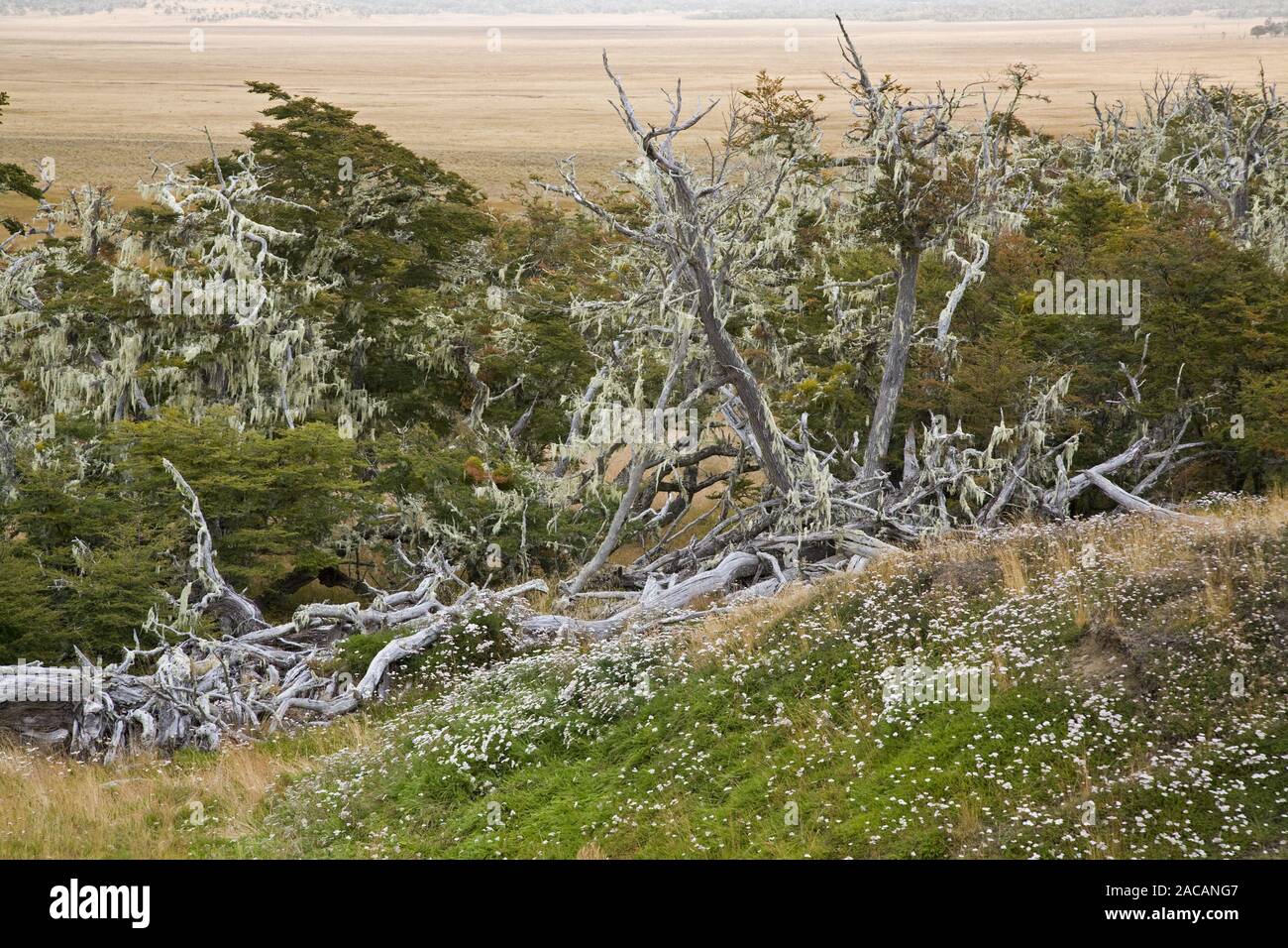 Typical landscape in Tierra del Fuego, Argentina, Fireland, Arentina, Typical landscape at Tierra del Fuego, Argentina Stock Photo