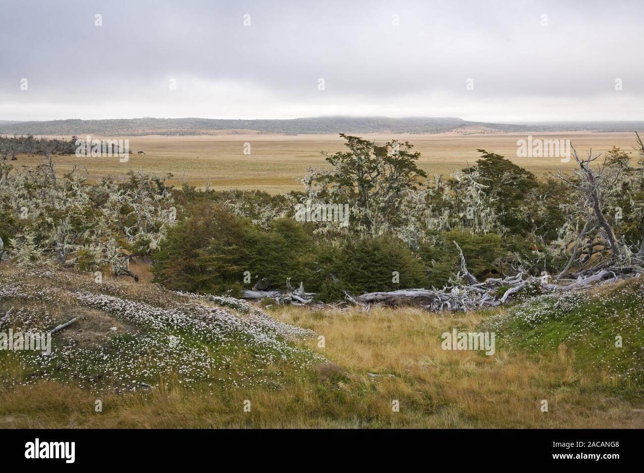 Typical landscape in Tierra del Fuego, Argentina, Fireland, Arentina, Typical landscape at Tierra del Fuego, Argentina Stock Photo