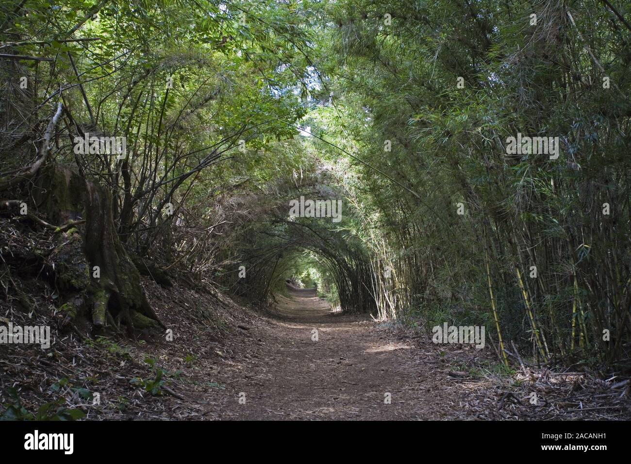 Bambus Tunnel, NP Nahuel Huapi National Park, Argentinien, Bamboo tube,  Argentina Stock Photo - Alamy