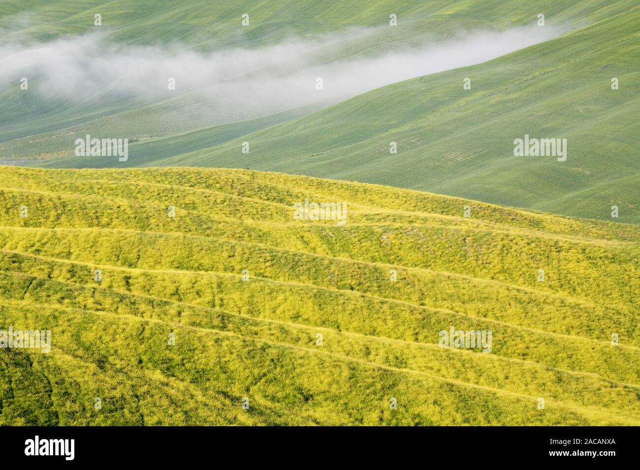 Weinbaugebiet um Montalcino, Valle de Orcia, Toskana, Italien, vineyards at Montalcino, Tuscany, Italy Stock Photo