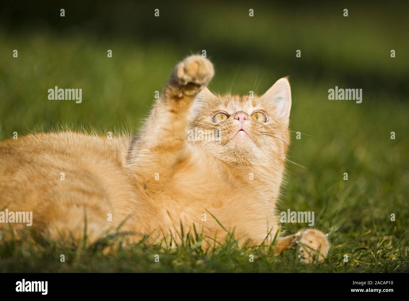 Europaeisch Kurzhaar Hauskatze, European Shorthair, house cat Stock Photo