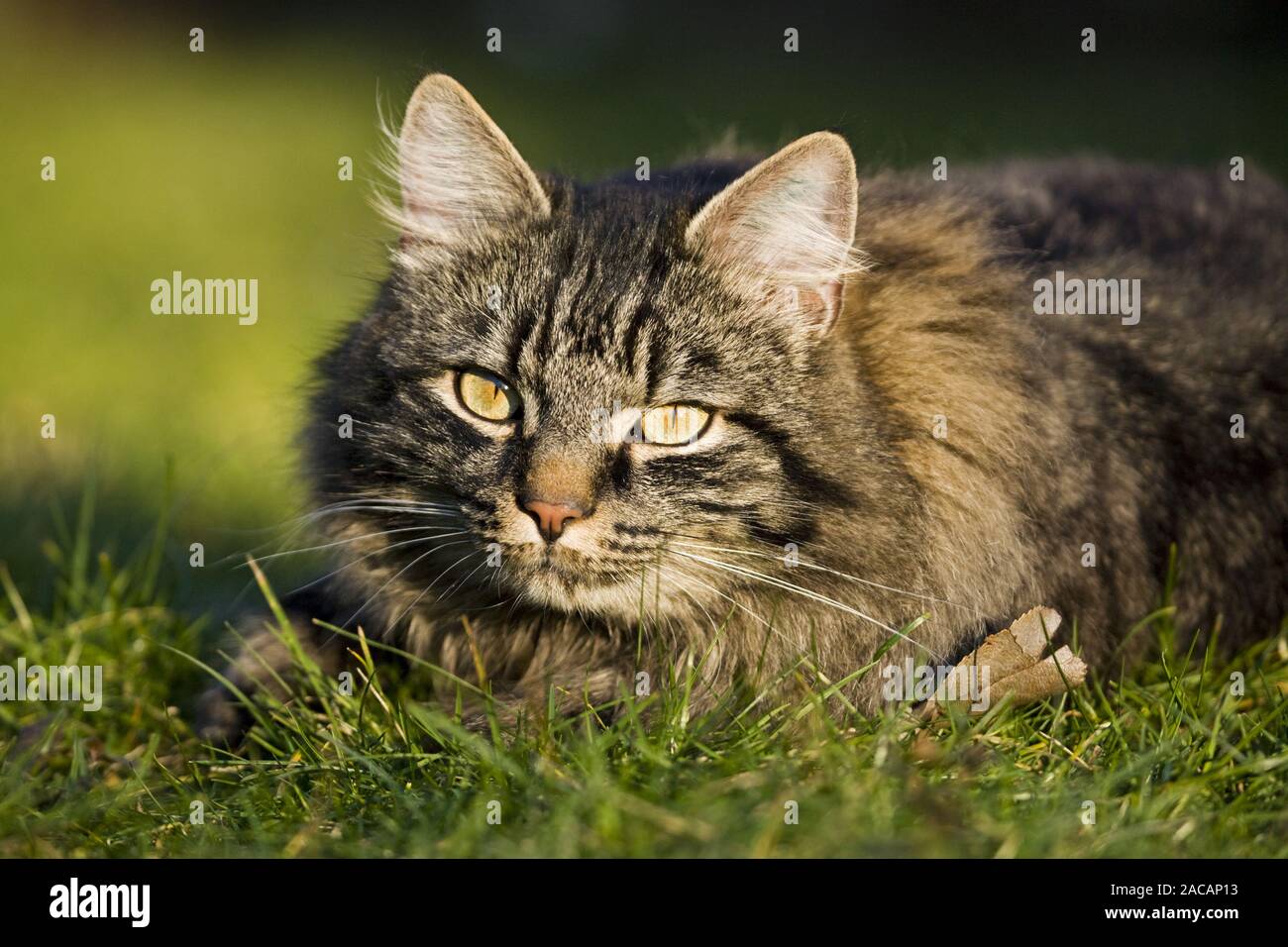 German longhaired cat, German longhaired cat, German longhaired cat