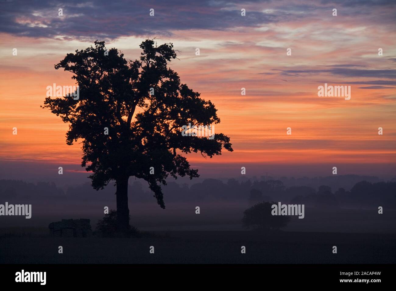 deciduous tree in sunrise, Bavaria, Germany, Europe, tree at sunrise, bavaria, germany Stock Photo