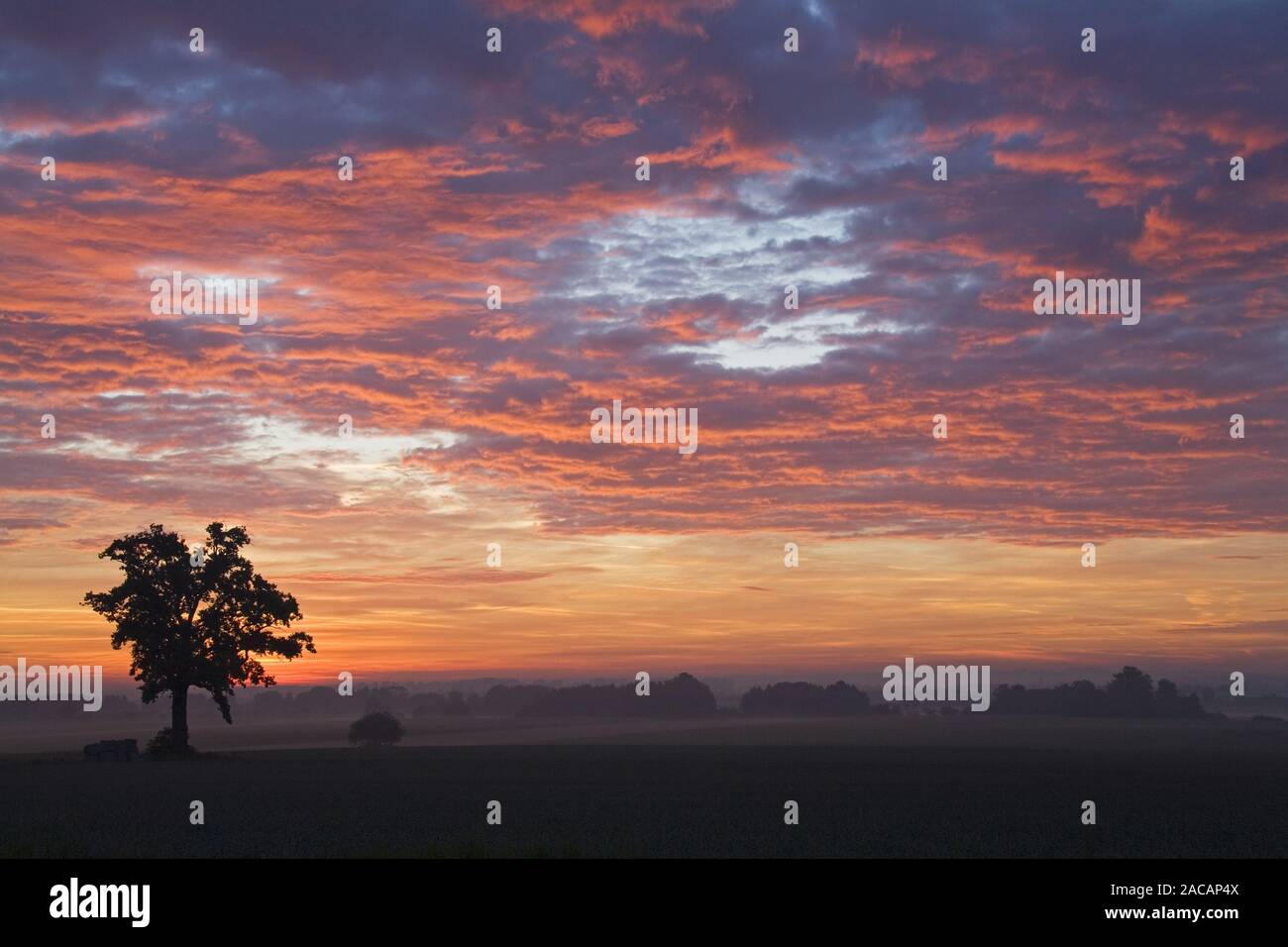 deciduous tree in sunrise, Bavaria, Germany, Europe, tree at sunrise, bavaria, germany Stock Photo