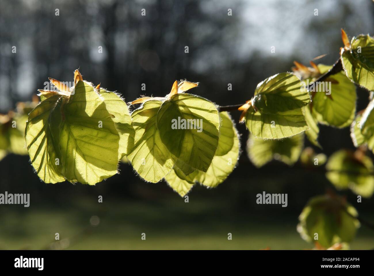 Fagus sylvatica, Buche, beech, Austrieb Stock Photo