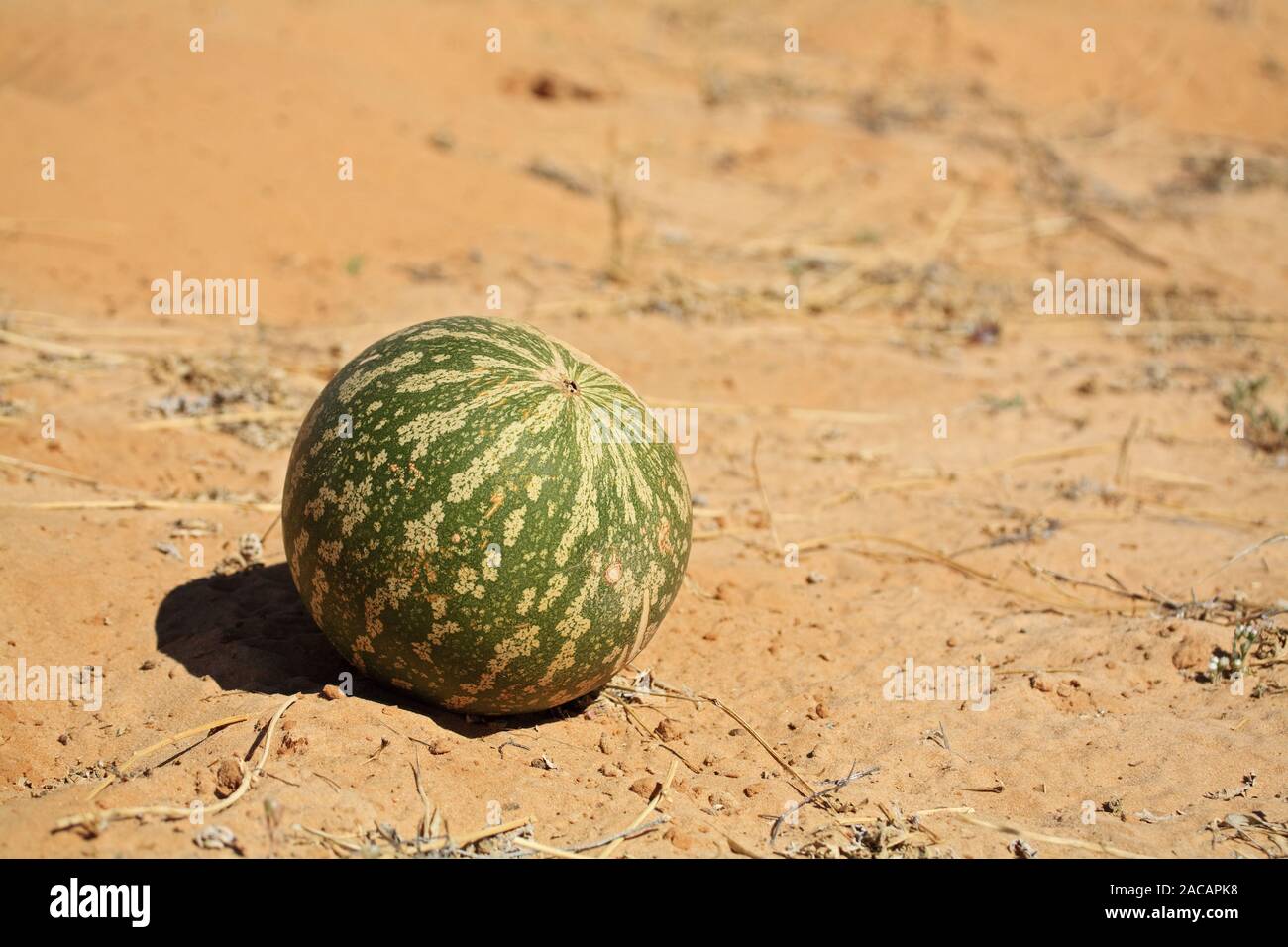 Nara, Naras, Nara-Melone, Melone, Nara-Frucht (Acanthosicyos horridus), Kalahari, Kgalagadi Transfrontier Park, Suedafrika, Bots Stock Photo