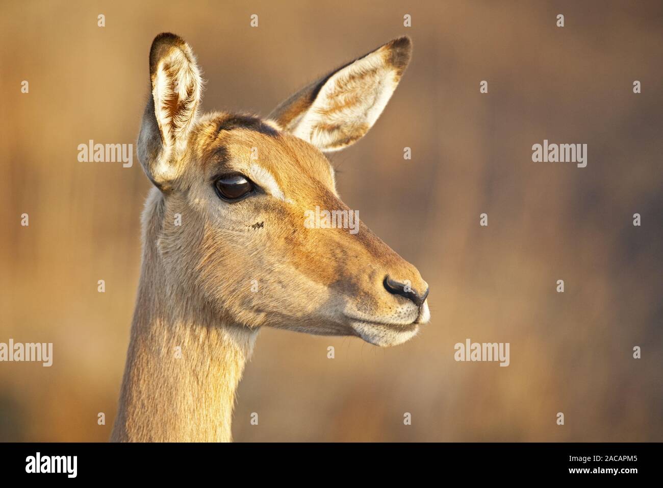 Impala Antelope, Krueger National Park, South Africa Stock Photo