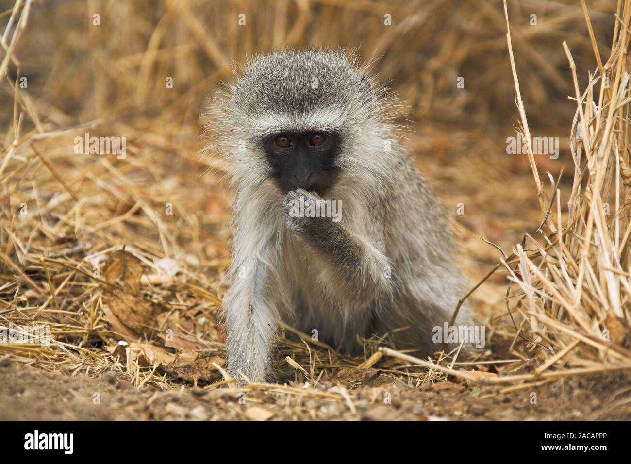 vervet monkey, Moremi Wildlife Reserve, Okavango Delta, Botswana, Africa Stock Photo