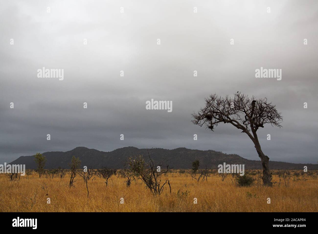 rainy weather in kruger np, south africa Stock Photo
