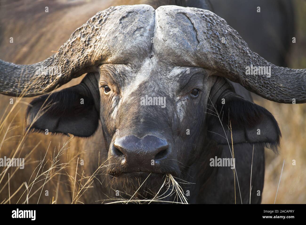African Buffalo or Cape Buffalo, South Africa Stock Photo