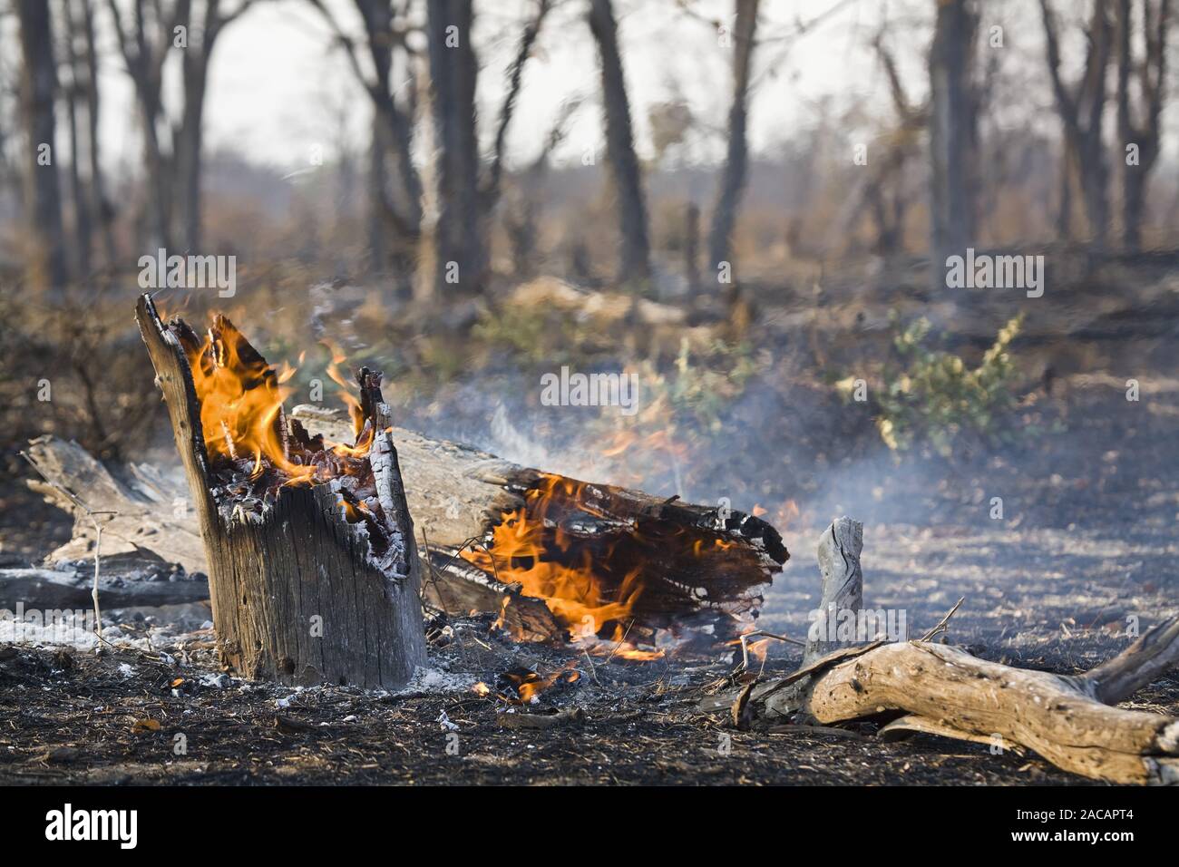 forest fire, Moremi National Park, Moremi Wildlife Reserve, Okavango Delta, Botsuana, africa Stock Photo