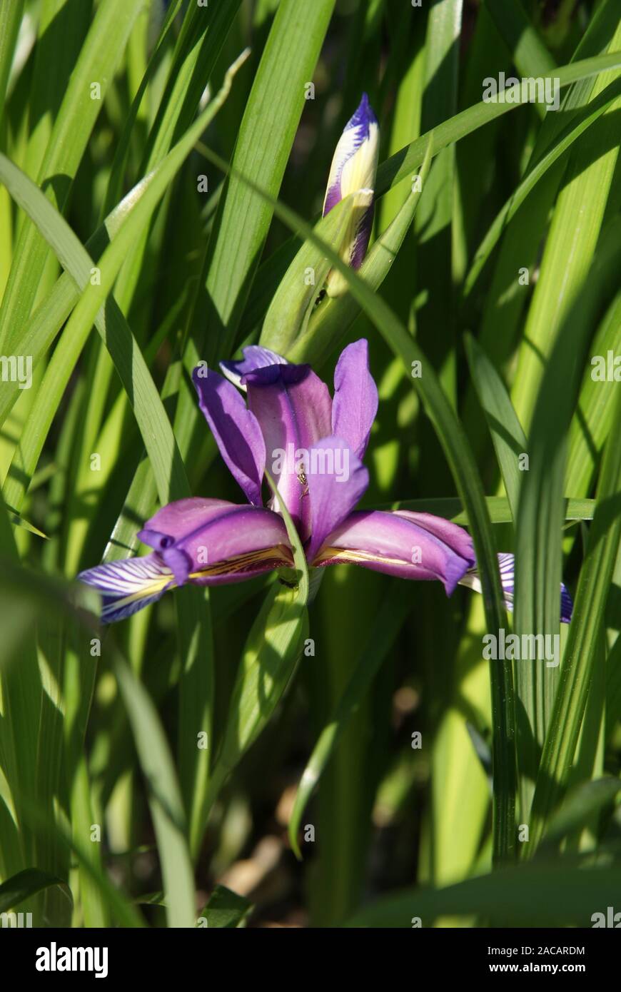 Iris graminea, Grassy Iris Stock Photo