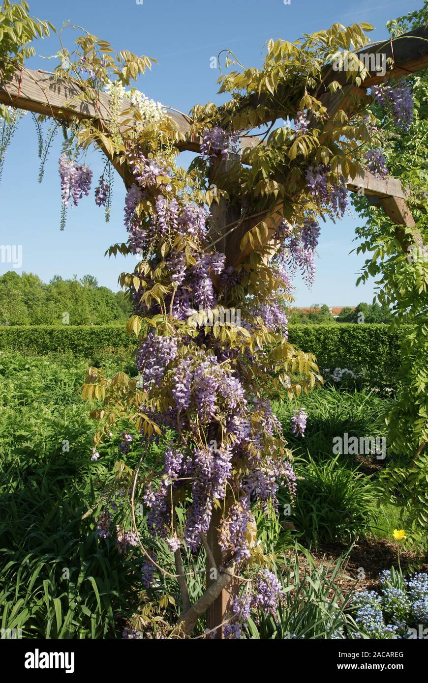 Wisteria floribunda Shiro noda, Japanese blue-green gene Stock Photo - Alamy