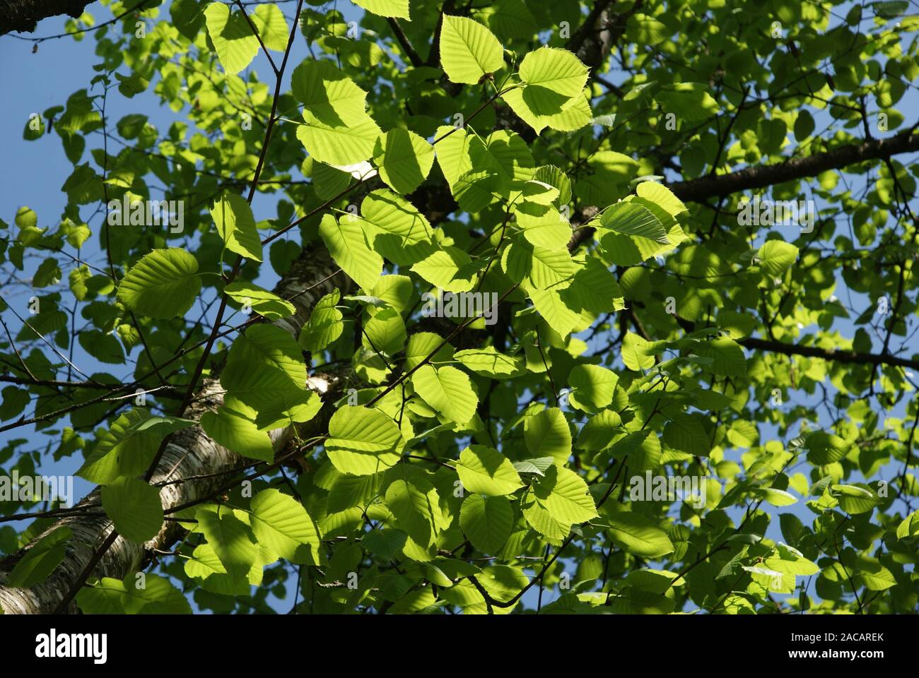 Betula maximowicziana linden leaved birch birch Stock Photo Alamy Betula maximowicziana linden leaved birch birch Stock Photo Alamy