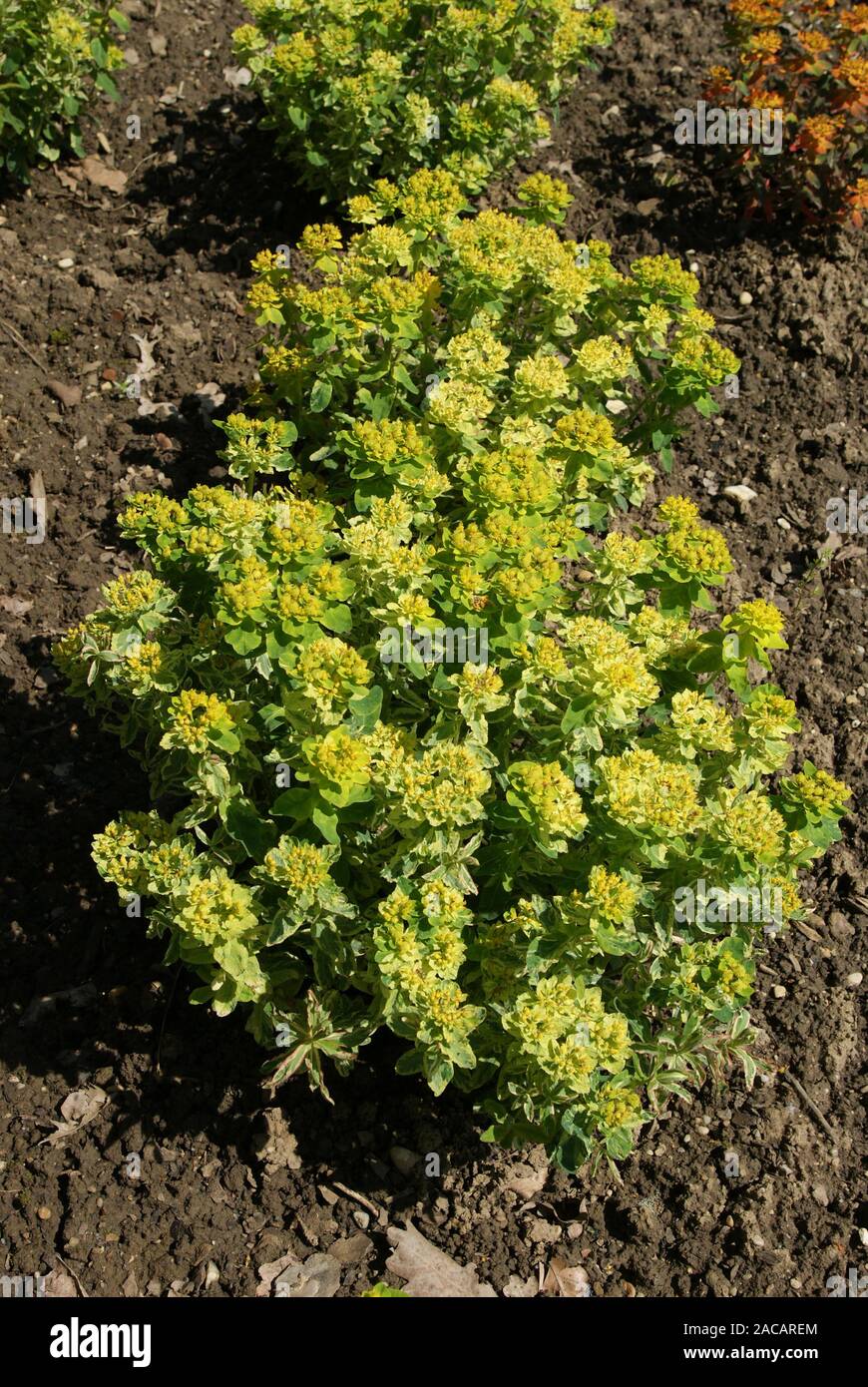 Euphorbia polychroma Variegata, spurge, trace Stock Photo