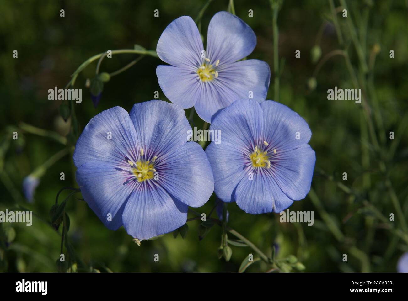 Linum perenne, blue flax, blue flax Stock Photo