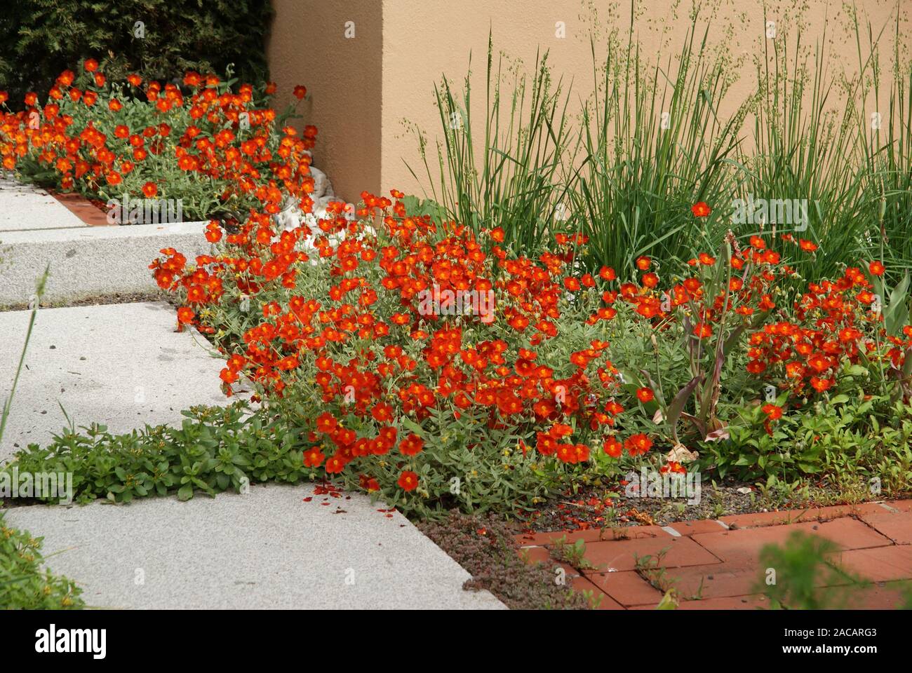 Helianthemum x hybridum, sunflower, rock roses Stock Photo