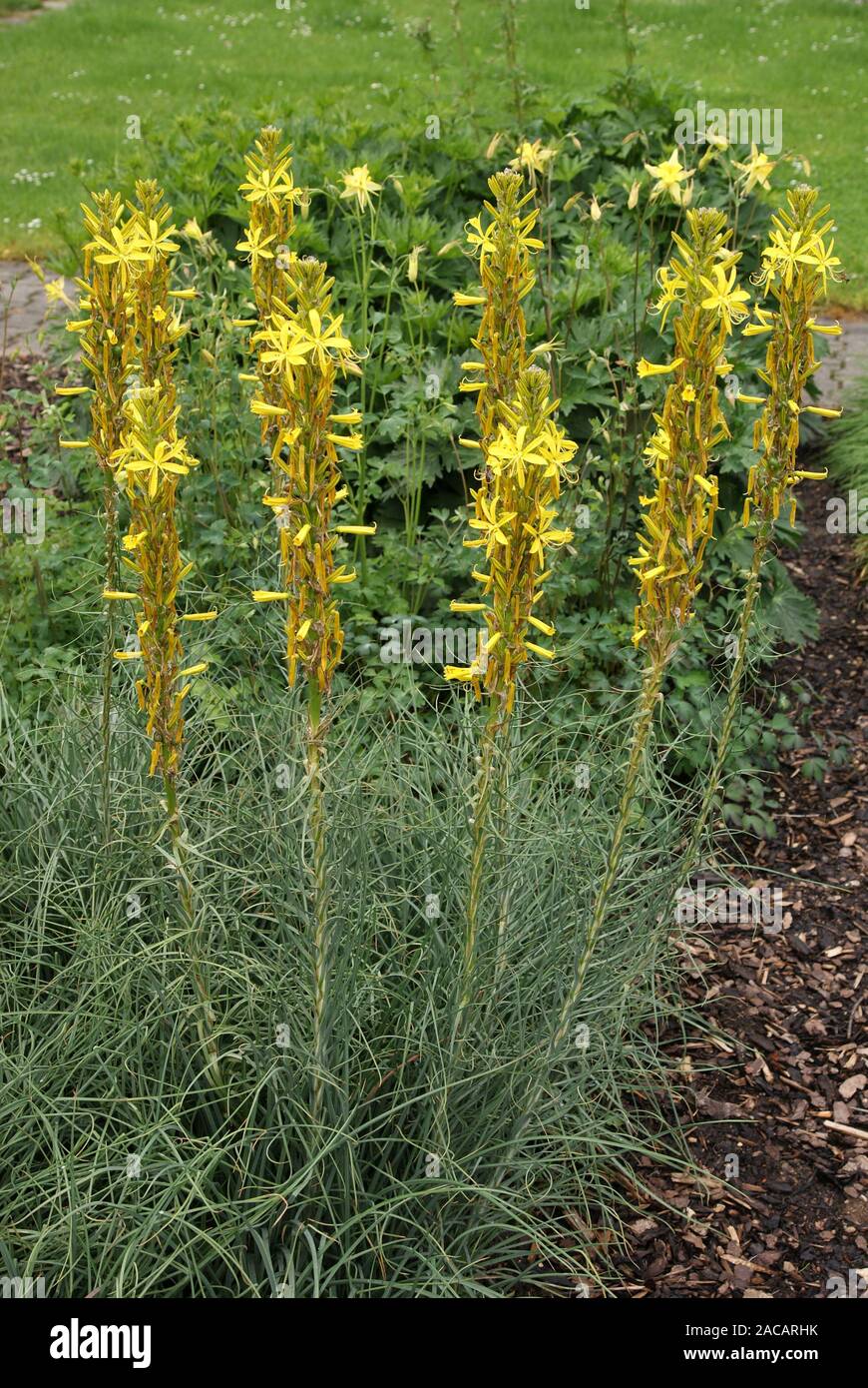 Asphodeline lutea, Gelbe Junkerlilie, yellow aspho Stock Photo