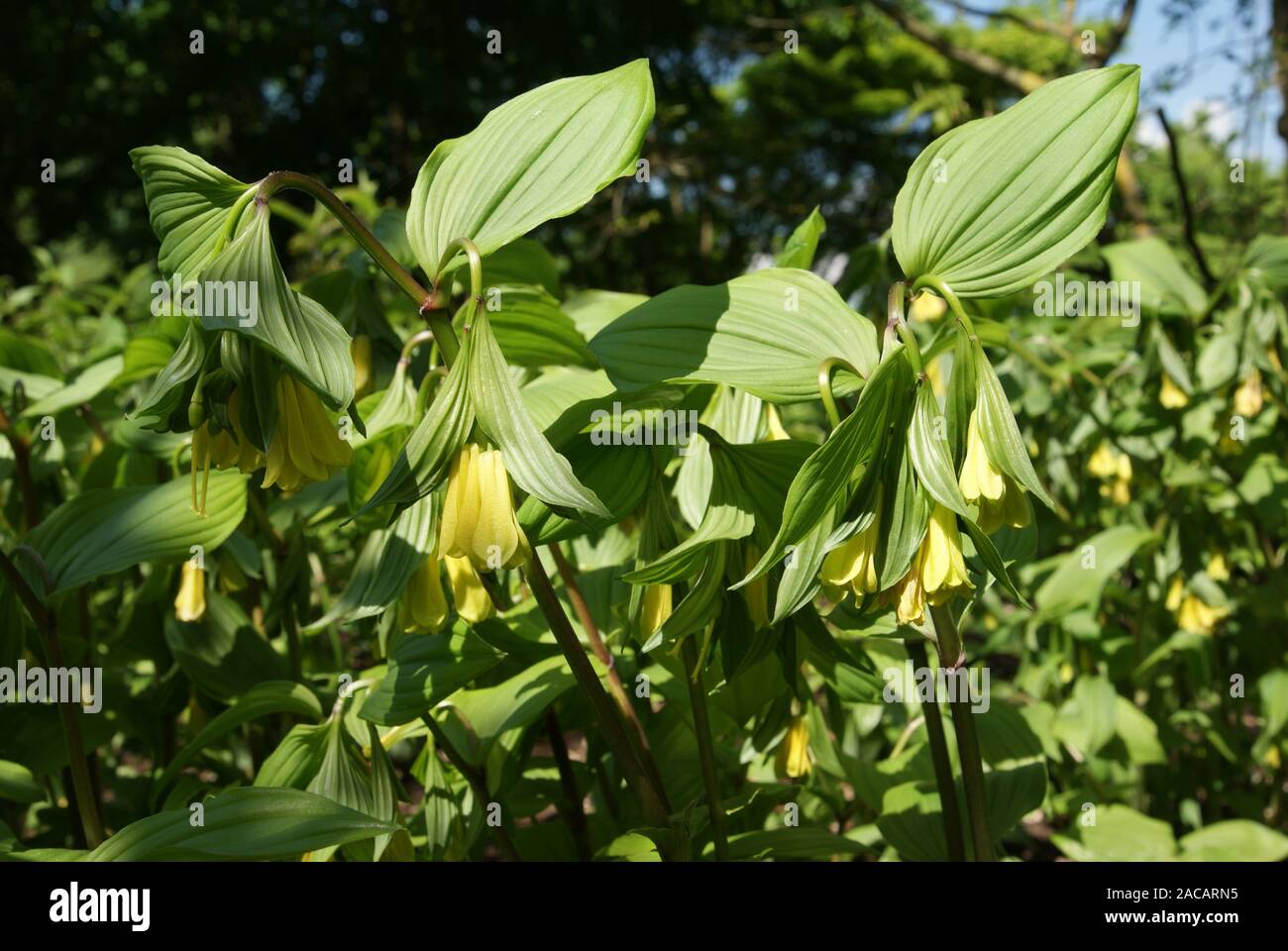 Disporum uniflorum, yellow fairybells Stock Photo