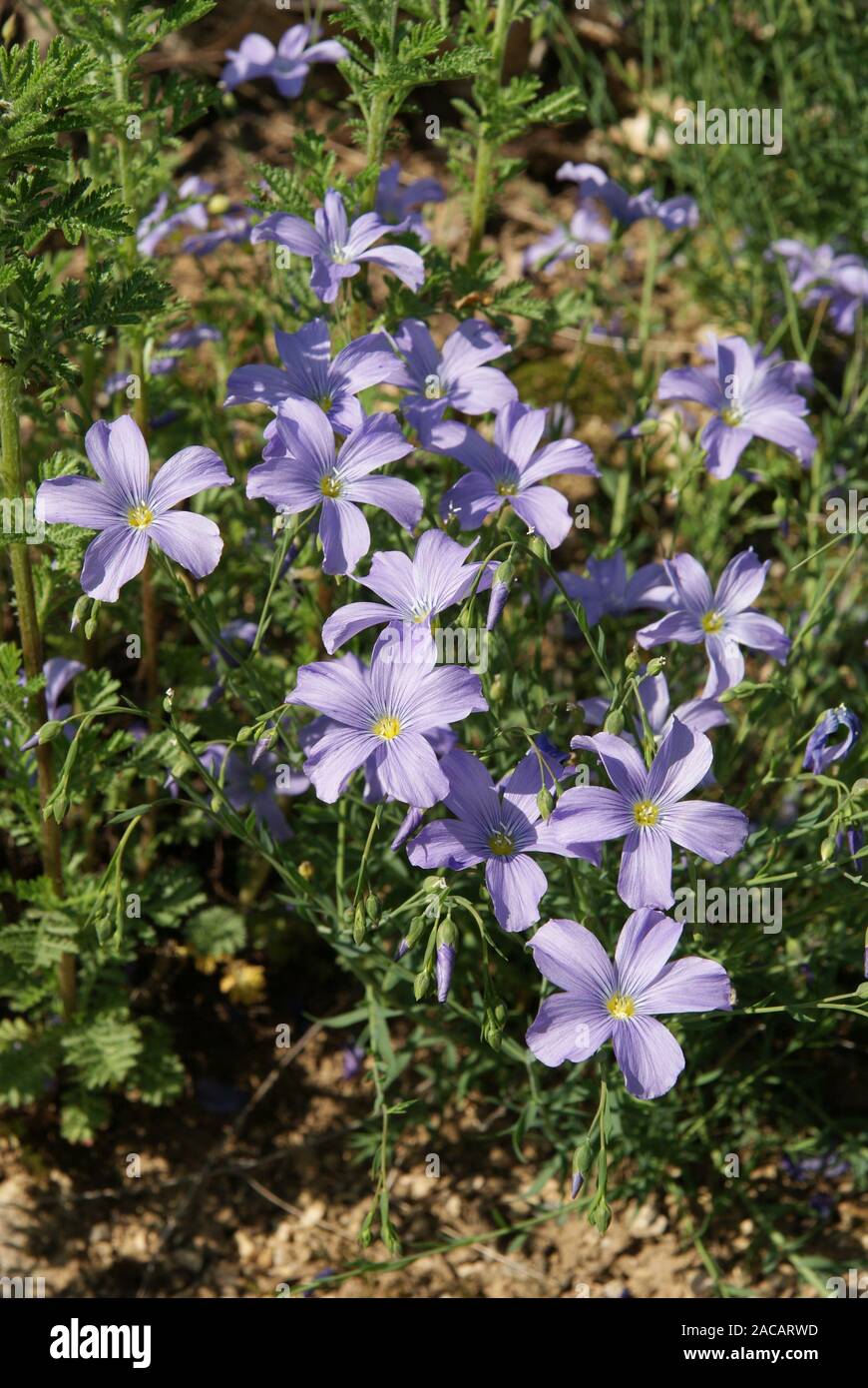 Linum perenne, Enduring Flax, blue flax Stock Photo
